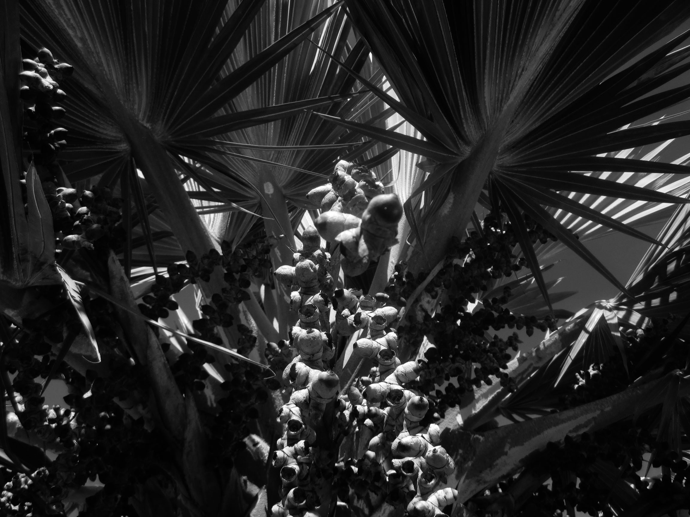 St Barts Foliage
